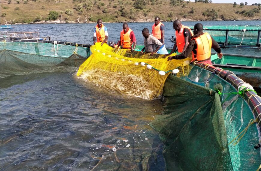 Cage Farming vs. Pond Farming in Kenya: Choosing the Right Aquaculture System for Your Goals