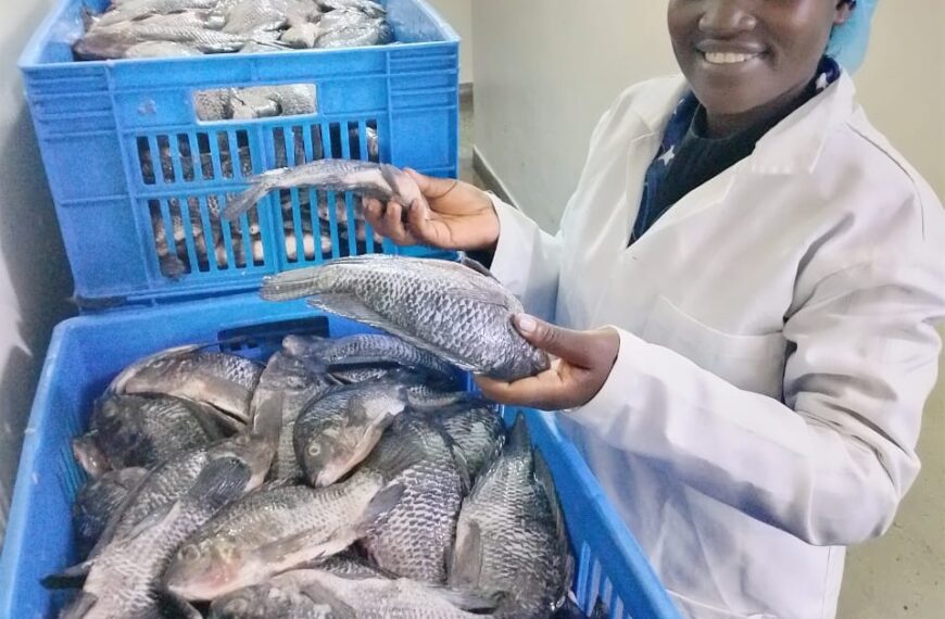 Understanding Kenya’s Fish Value Chain: From Farm to Consumer