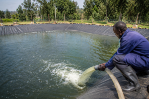 Preparing Your Fish Farm Before Stocking Fingerlings: A Complete Guide for Better Survival and Growth