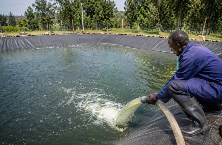 Preparing Your Fish Farm Before Stocking Fingerlings: A Complete Guide for Better Survival and Growth