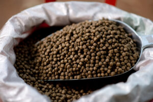 Understanding Fish Feed Choosing the Right Nutrition for Maximum Growth
