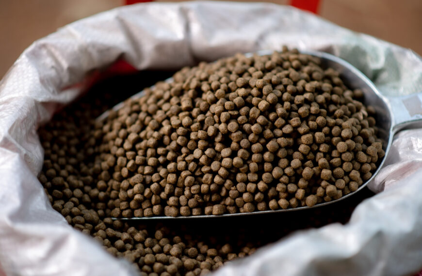 Understanding Fish Feed Choosing the Right Nutrition for Maximum Growth