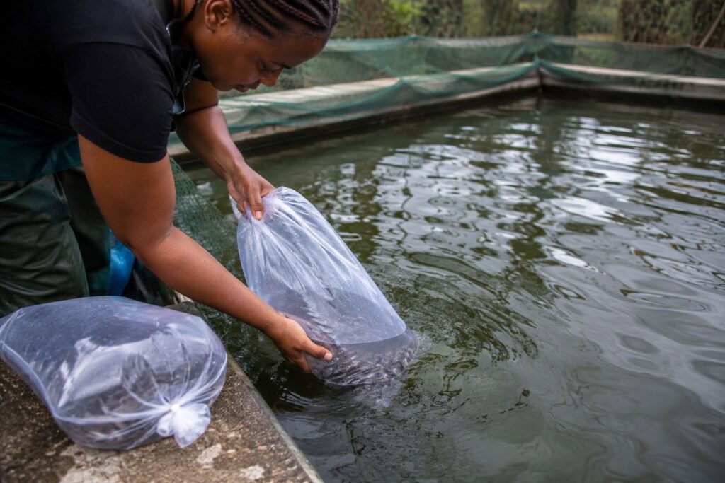 Acclimatizing Fingerlings Before Stocking: Why the First Hours Matter