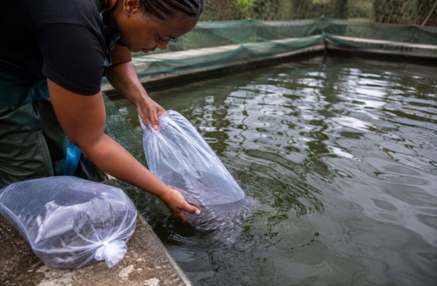 Acclimatizing Fingerlings Before Stocking: Why the First Hours Matter